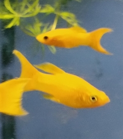 Molly Gul eller Sort lyrehale